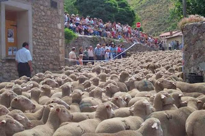 schapentocht Spanje