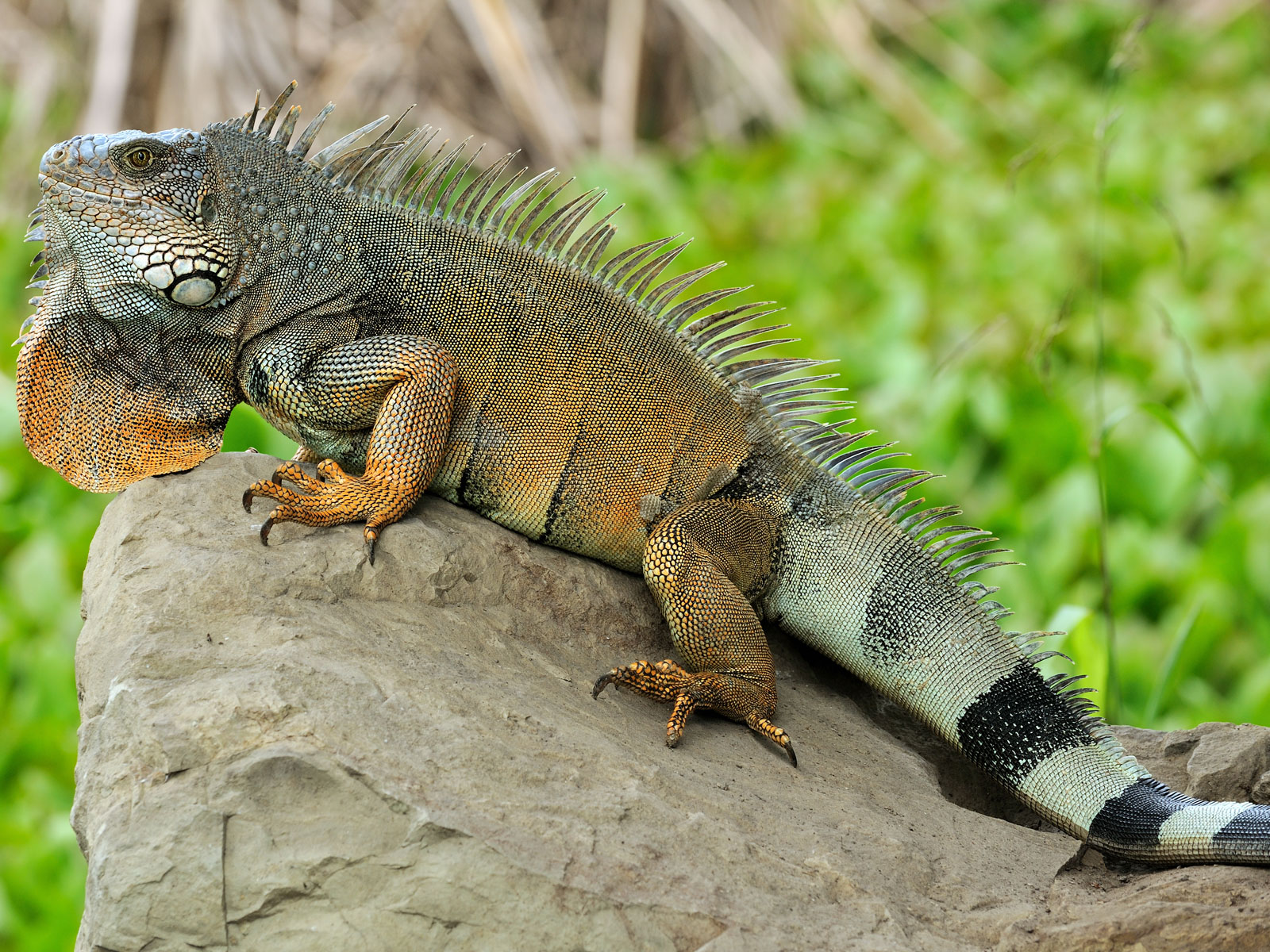 Iguana Facts And Truth