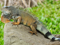 Iguana pictures