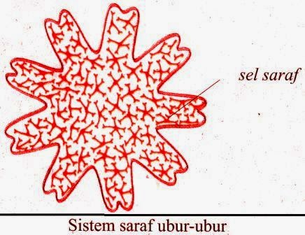 Sistem Saraf  Hewan (Vertebrata dan Avertebrata) 