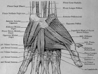 Hand Muscle Diagram Hand Muscle Diagram