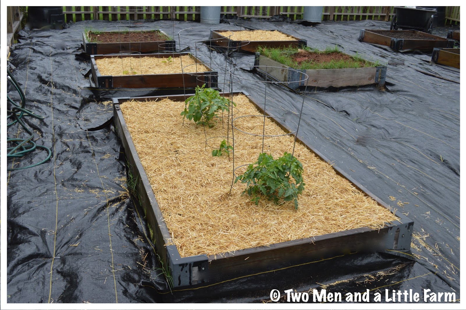 Two Men and a Little Farm STRAW MULCH FOR RAISED BEDS