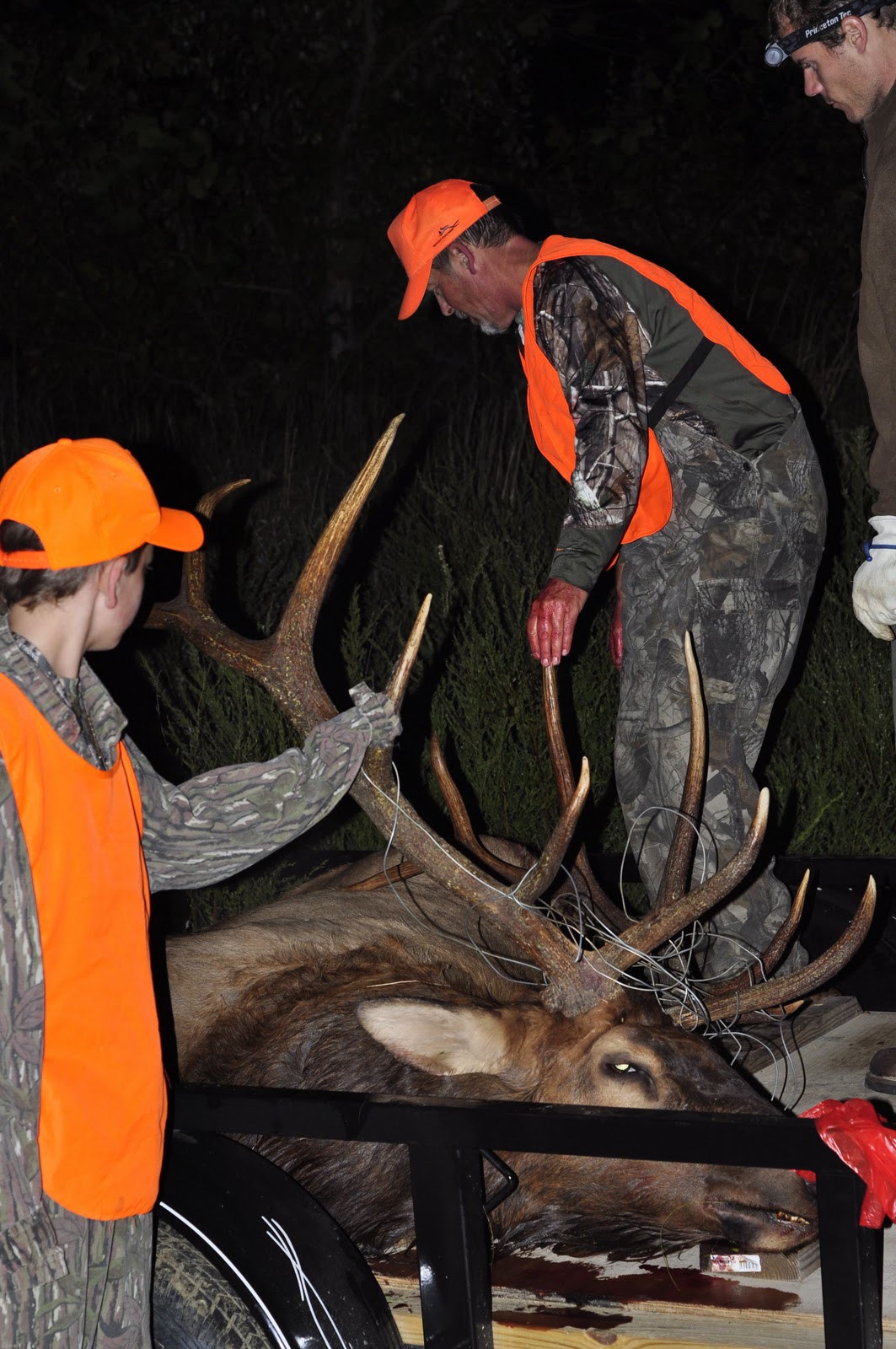 Hast Wildlife Adventures Interesting Kentucky Elk Harvested