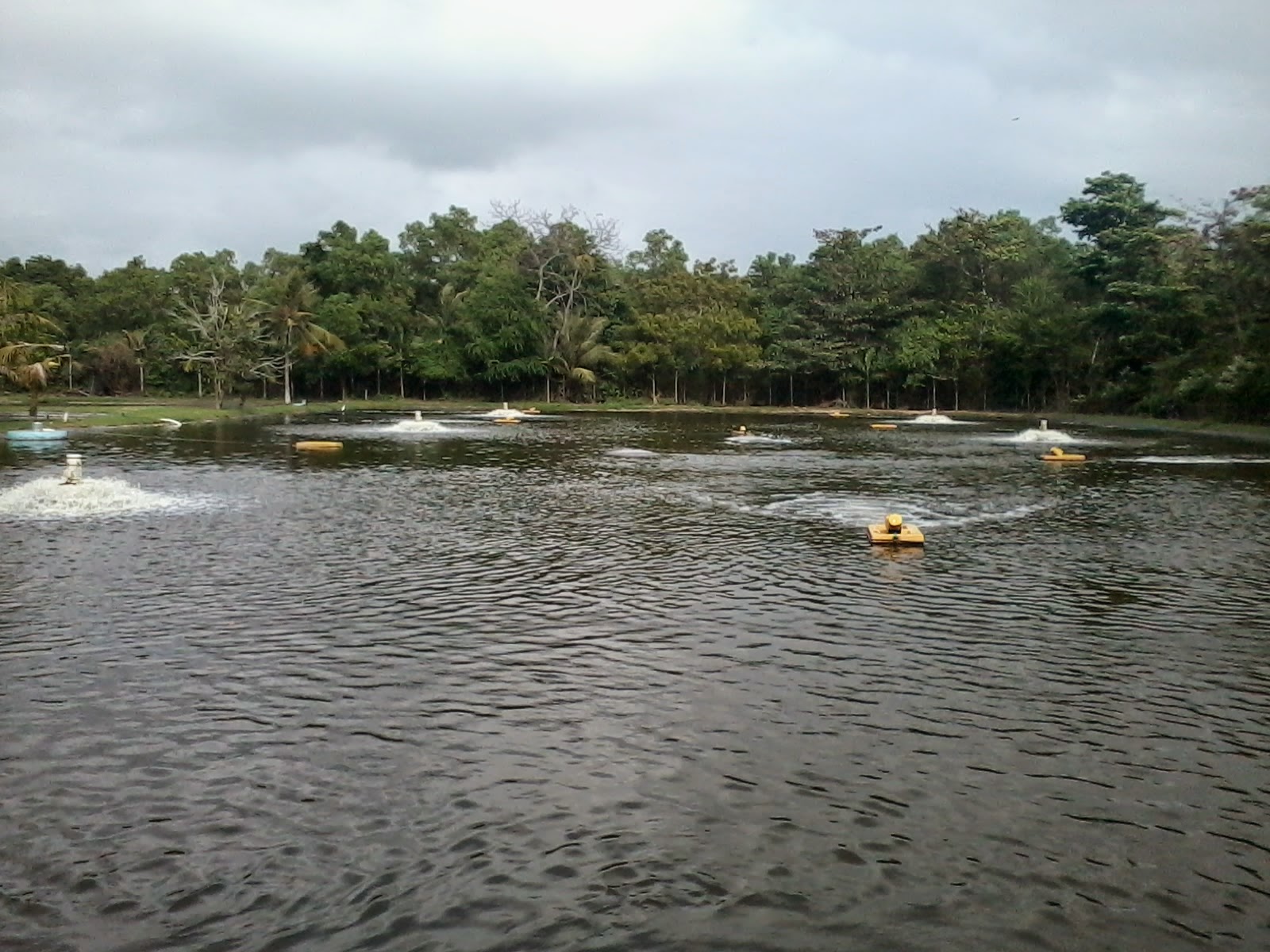 koi-pond-aeration.jpg