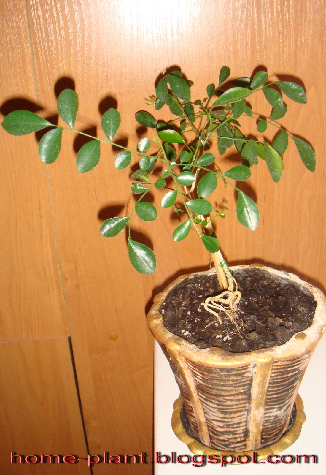 Мурайя Фото Комнатный