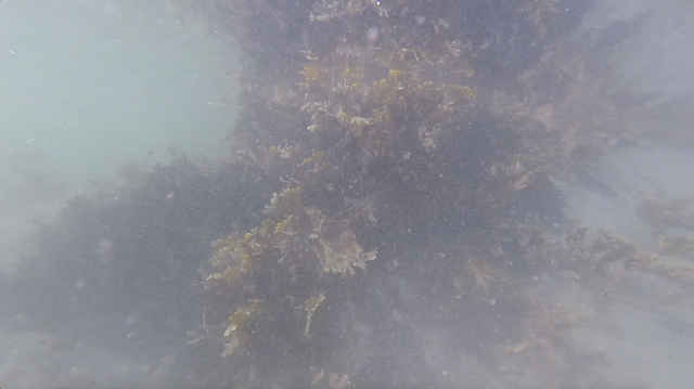 Silt and seaweed! would you put your hand in it?