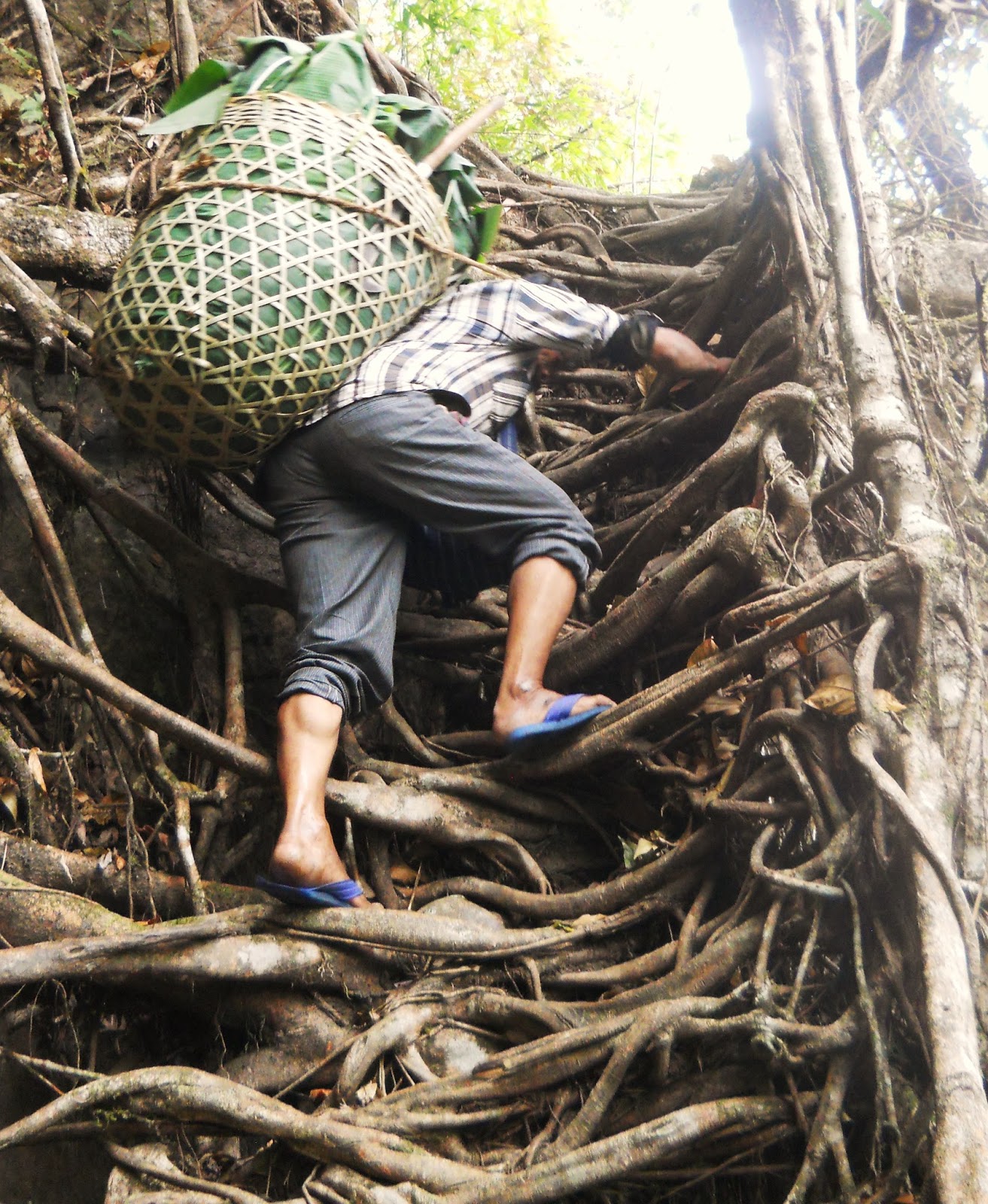 evenfewergoats The Undiscovered Living Root Bridges of Meghalaya Part