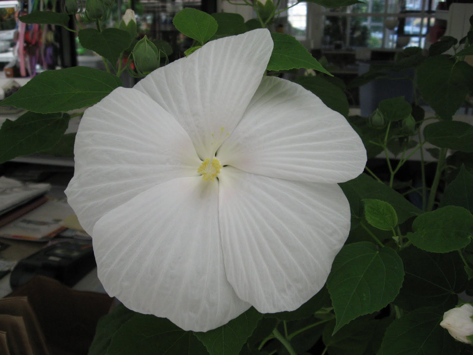 A. J. Rahn Greenhouses Perennial Hibiscus