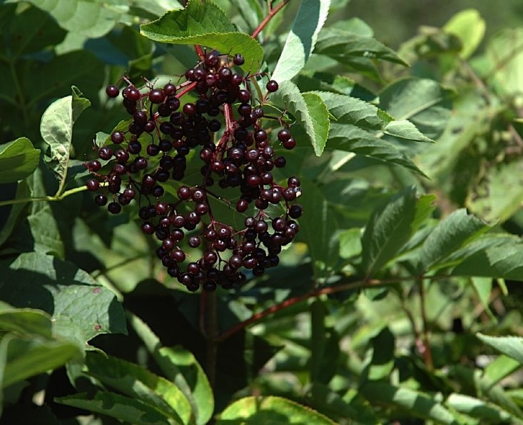 Field Biology in Southeastern Ohio Woody Plant Blooms, spring & summer
