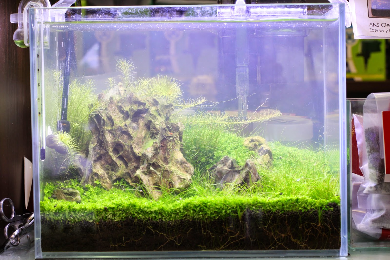 East Ocean Aquatic Trading Centre ANS Clearmax clears cloudy water in