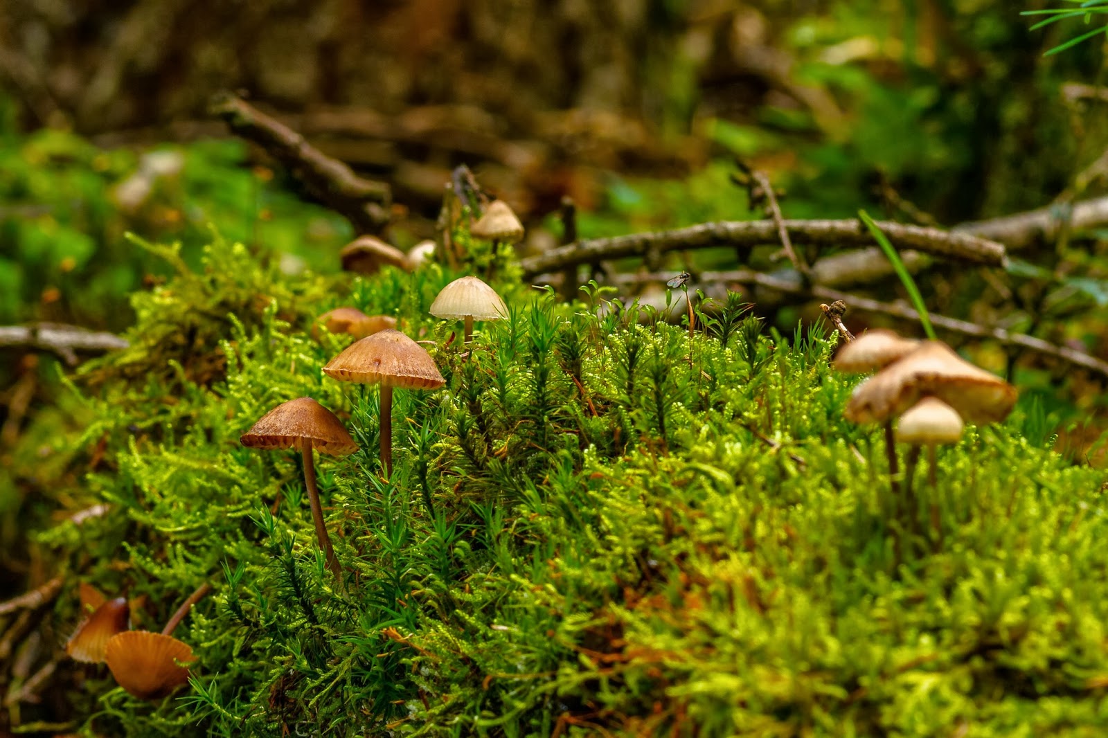Photography: Pilze im Wald (Mushrooms in the wood)