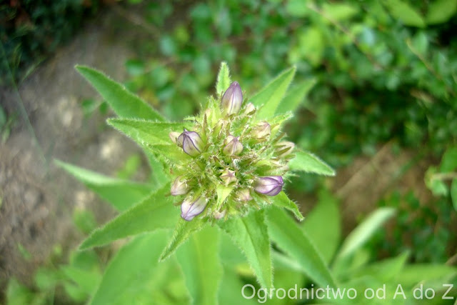 Dzwonek skupiony Campanula glomerata