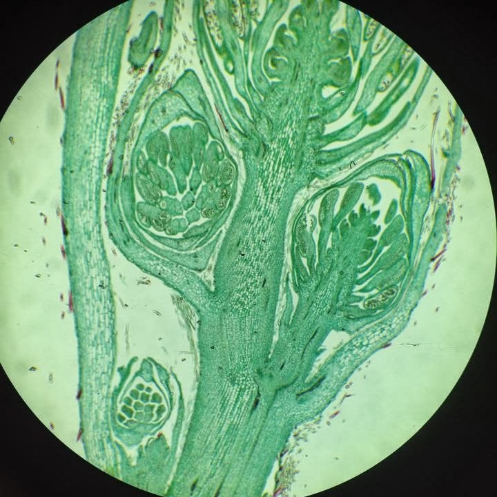 Sophie talks all things conservation Plants under a Microscope