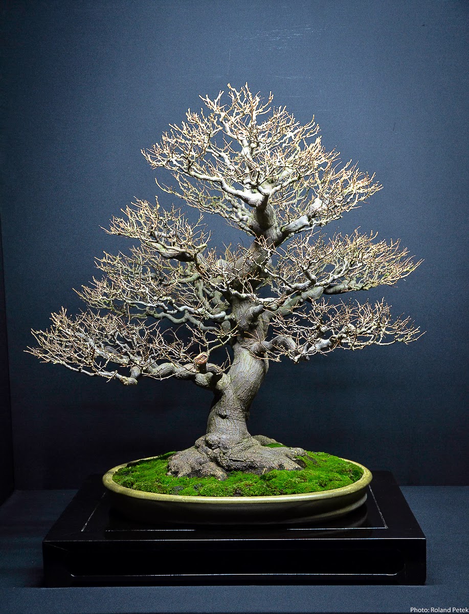 Bonsai Living Art Eda Uchi Kai Bonsai Ten 2013 Styrax by JeanPaul