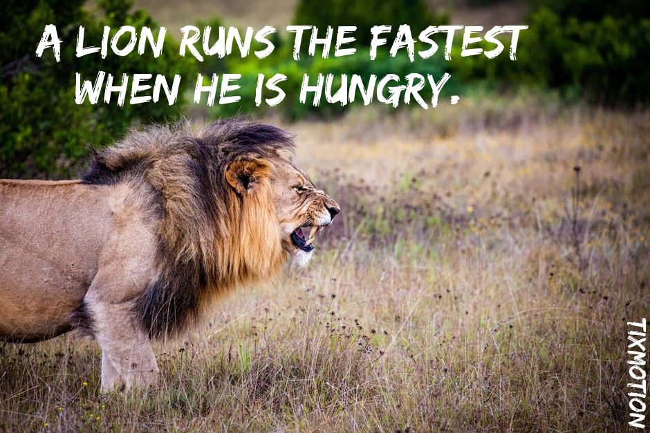 inspirationfor the name lion in hindi inspirationfor the name lion in hindi