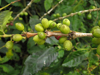 Close up of coffee beans at the coffee plantation on San Cristobal in the Galapagos Islands