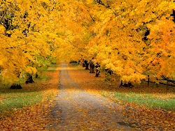 autumn wallpapers hd desktop resolution widescreen fall amazing funny computer leaves road spring country bing frost food autum days