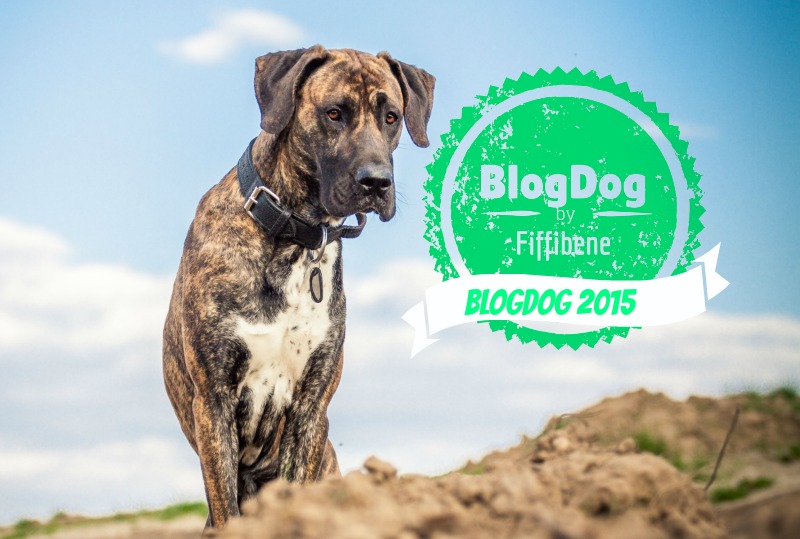 BlogDog Award 2015