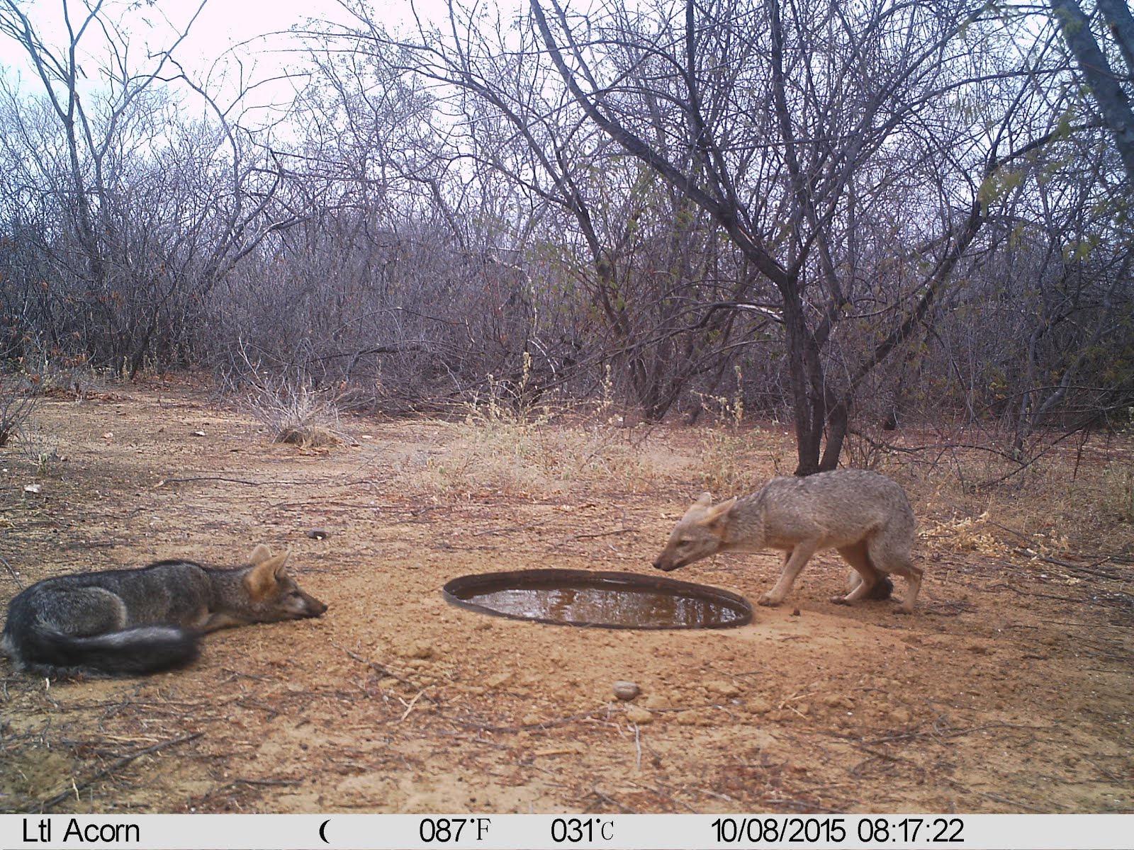 A raposa da caatinga