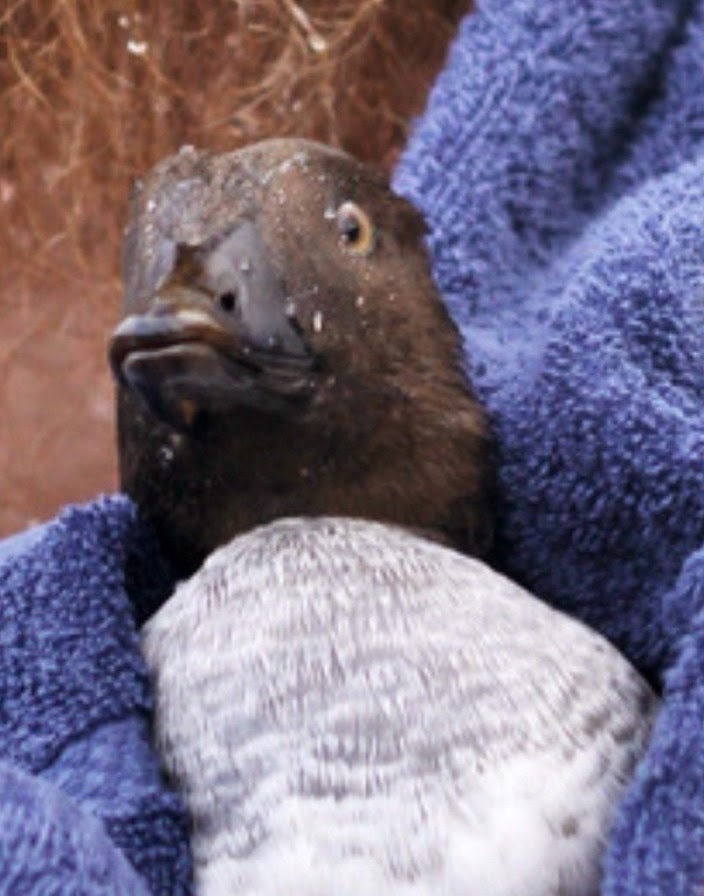 The%2Bduck%2Bmade%2Ba%2Bfull%2Brecovery.