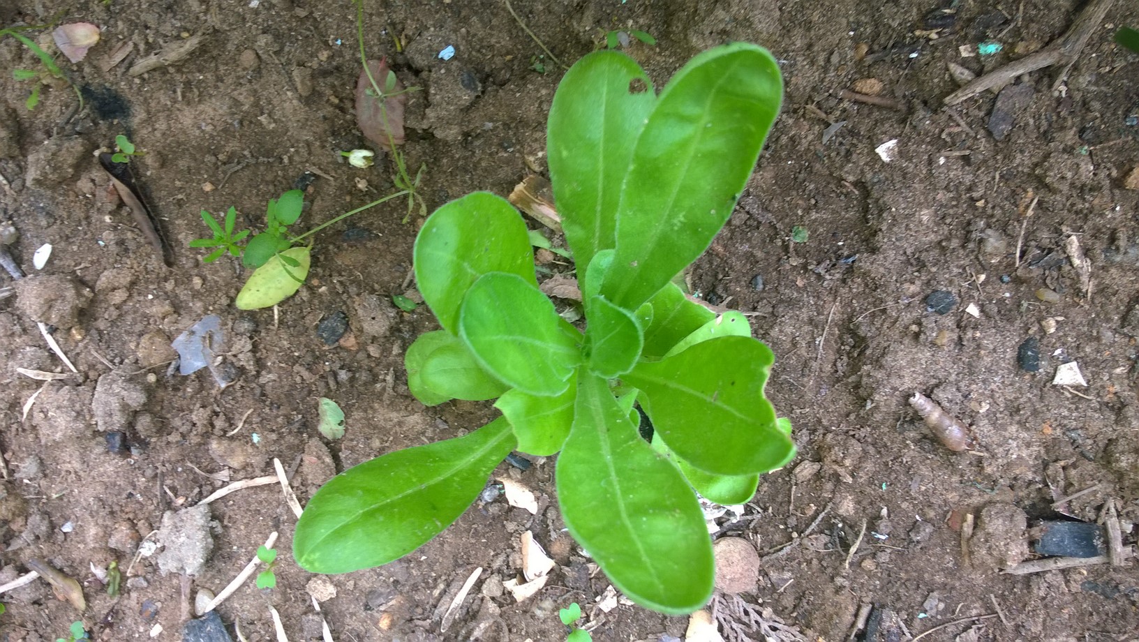 How To Grow Calendula