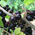 Feuilles de cassis pour soigner l'arthrose, veinotonique...