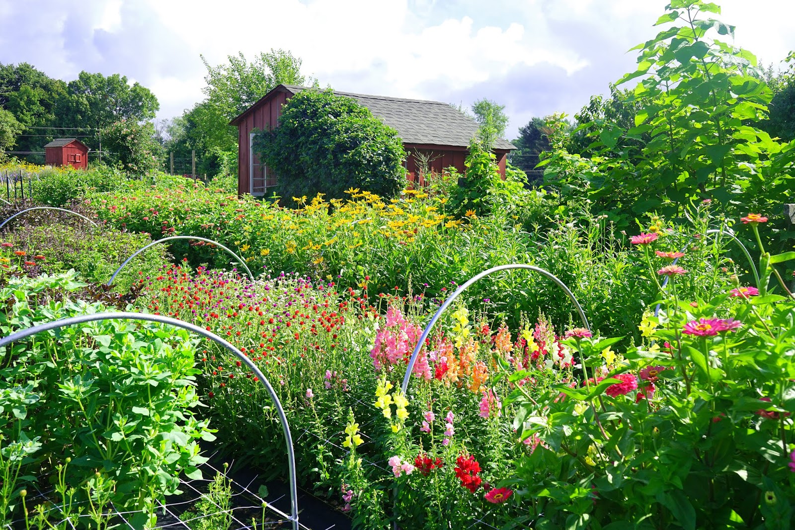 Frog Hollow Flower Farm 7242018