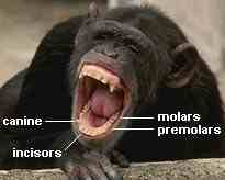 bones teeth dentition primate different