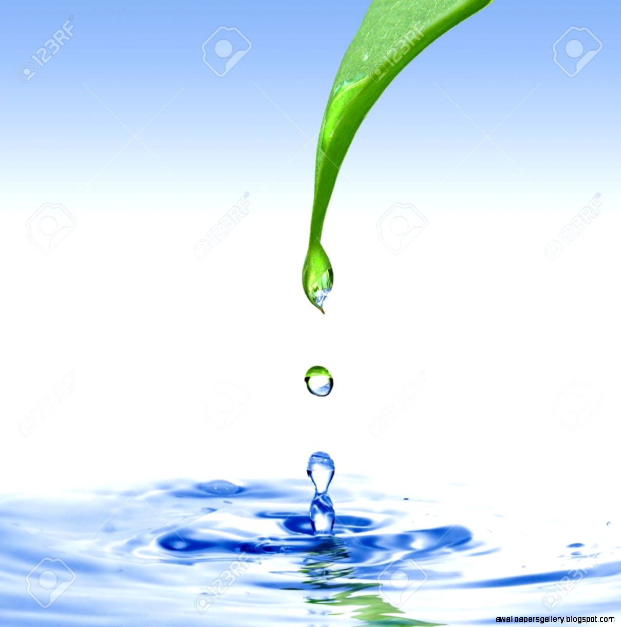 Green Leaf With Water Drop Ans Splash Isolated O White Stock Photo