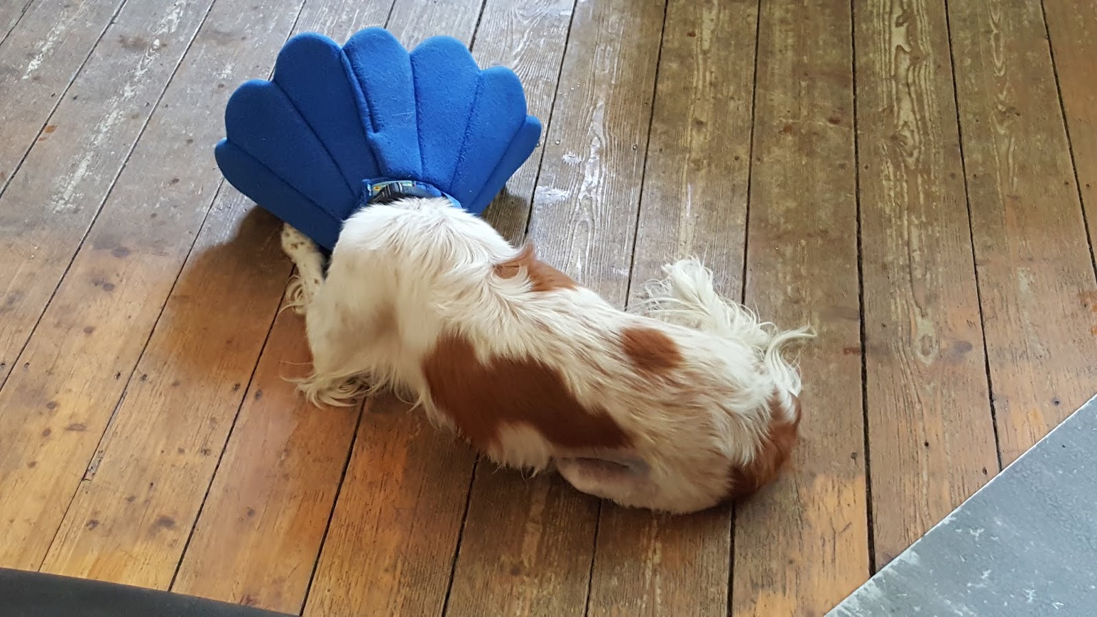 SignalHund Blog Ich sag�s Euch ehrlich! Böse Gefahrenquellen oder