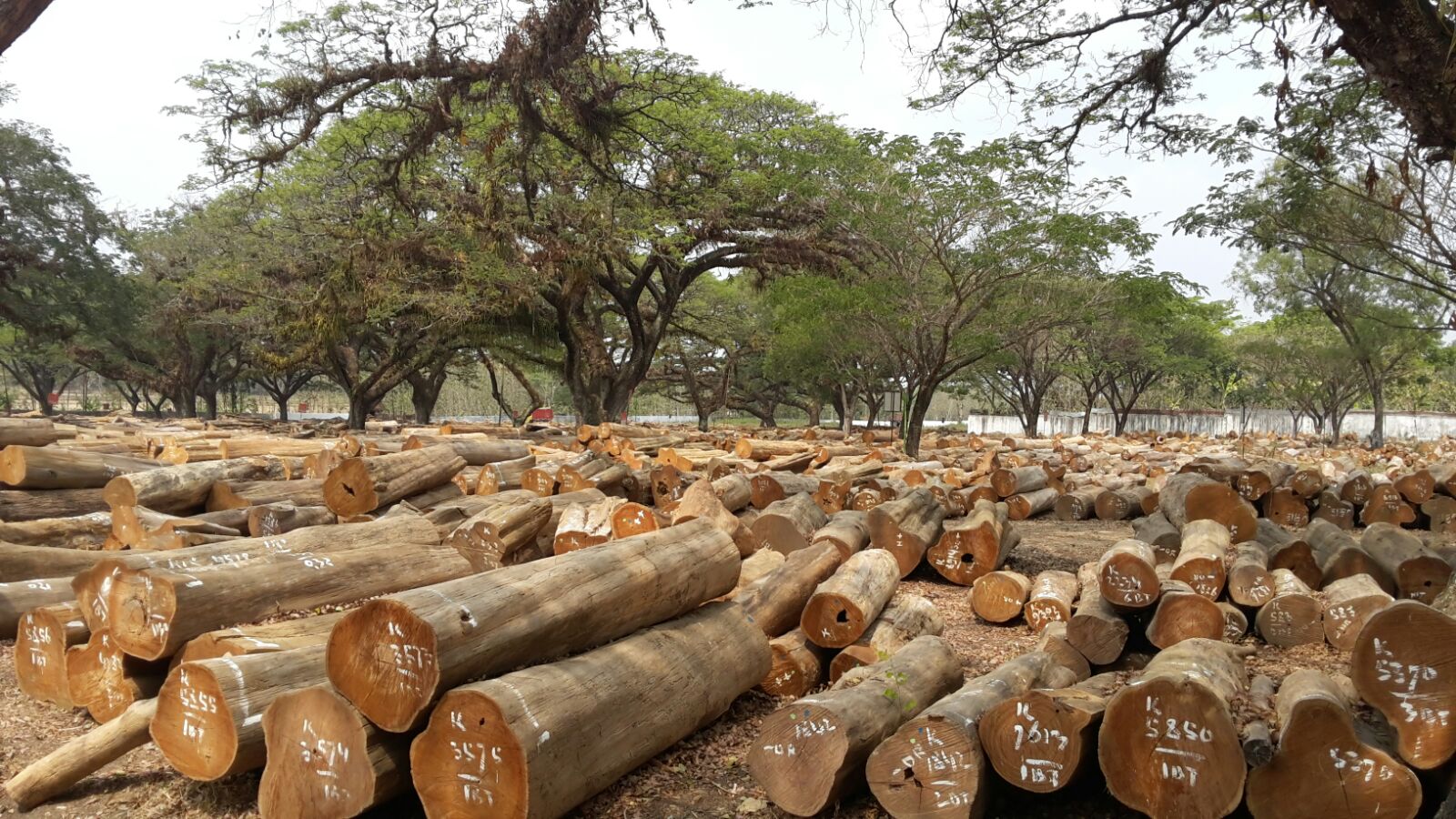 INFO KAYU JATI PERHUTANI | JATI BERKUALITAS PERHUTANI |Pemasaran, Pasar