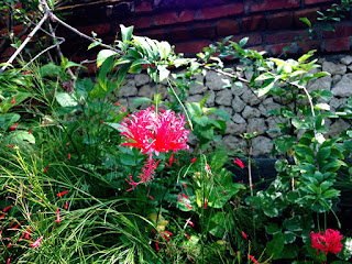 Pretty Hibiscus Schizopelatus Flower Plants Pemuteran Beach Park North Bali