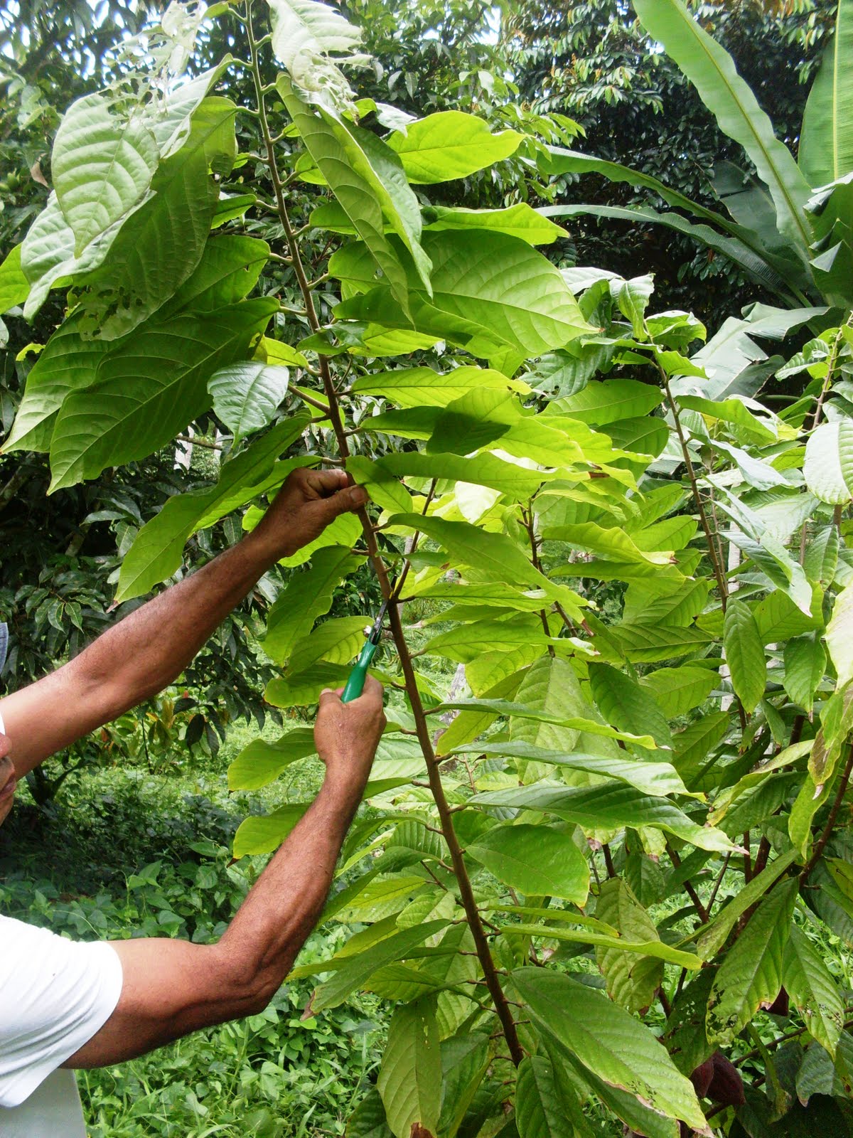 cpb_CocoaPinasBlogs Cacao Pruning Works
