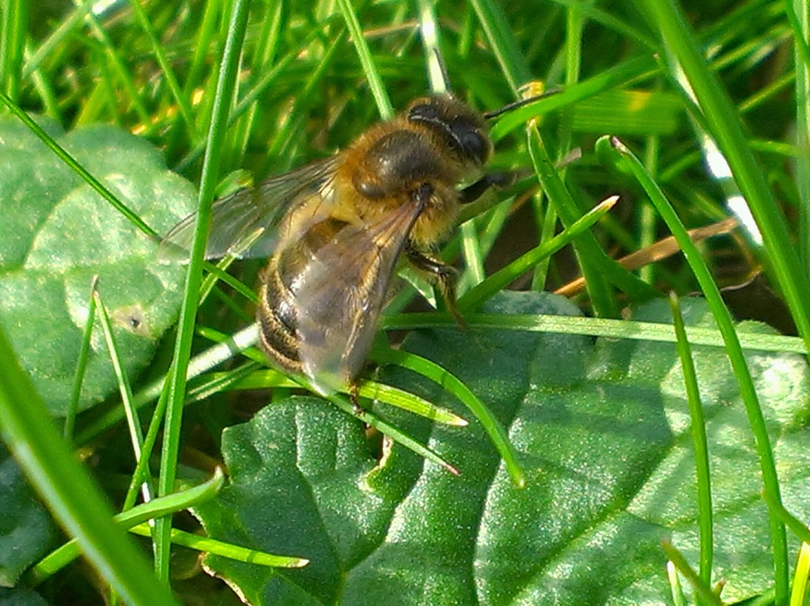 Bees collecting water from the dew on the grass