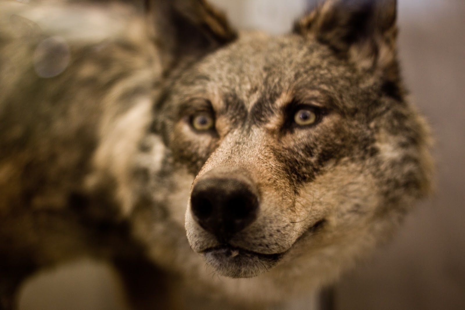 Билли вульф. Волки пара. Bit by wolf. Bit wolf. Волчонок монгольского волка.