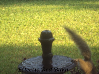 Eclectic Red Barn: Squirrel jumping down from fountain