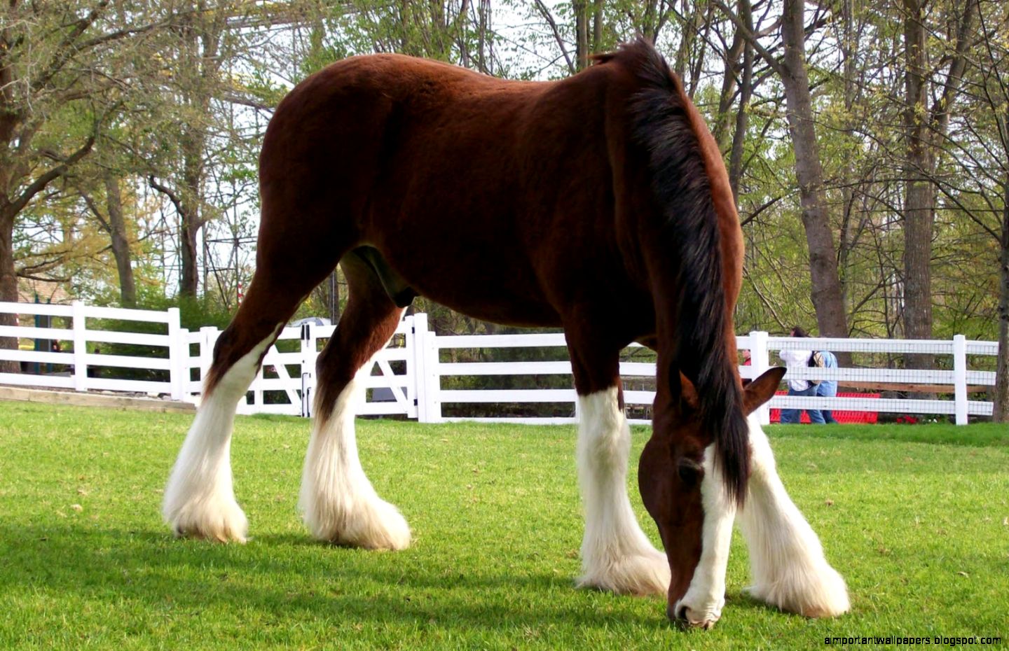 Beautiful Horses Wallpapers  All2Need
