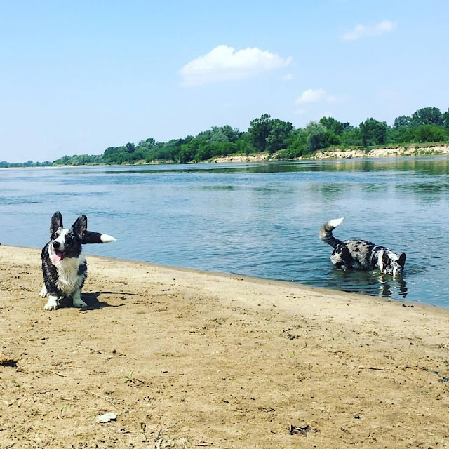 welsh corgi, pies w górach, góry z psem, w góry z psem, pies w rodzinie, kupno psa, wakacje z psem, podróże z psem, welsh corgi, corgi, pies idealny