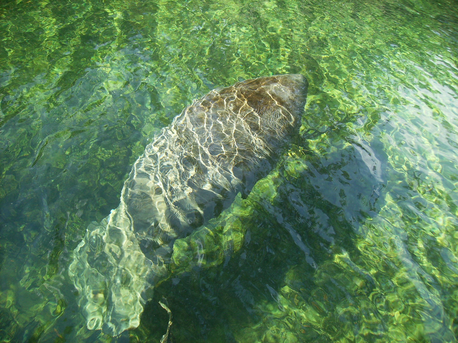 Aquarian Bath: Manatees at Blue Springs