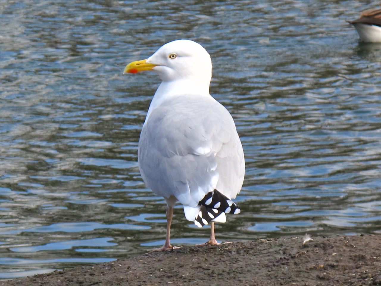 The Rattling Crow The Herring Gull pair at The Rock
