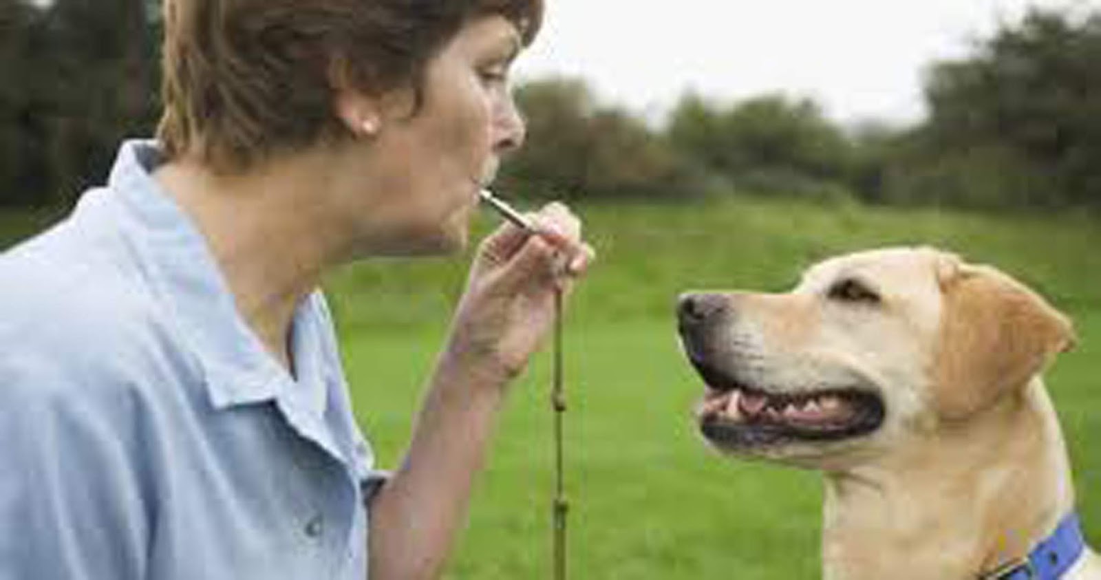 It's a Dog's World Ultrasonic Whistle Training What Is It and How It
