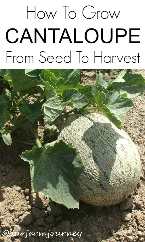 How to Grow Melon and Cantaloupe, Growing Your Own Melons at Home