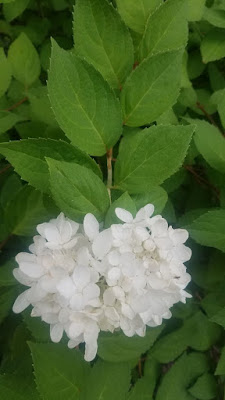 Fearless Gardening Hydrangeas 101
