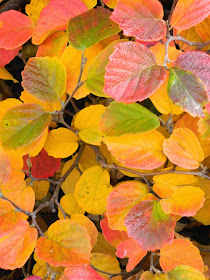 Dwarf fothergilla Fothergilla gardenii fall foliage Toronto Botanical Garden by garden muses-not another Toronto gardening blog 