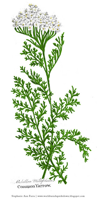 Colonial Herbs and Uses
