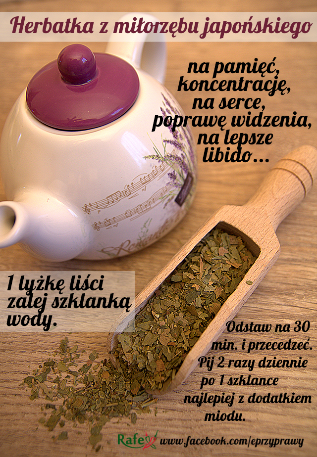 MIŁORZĄB JAPOŃSKI (Ginkgo biloba) działanie, zastosowanie i