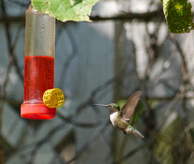  black chinned hummingbird