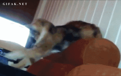 aWZZpPx_700ba.gif