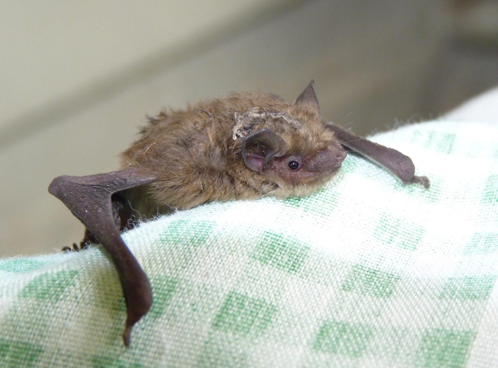 Horsham Wildlife Bat Rescue!