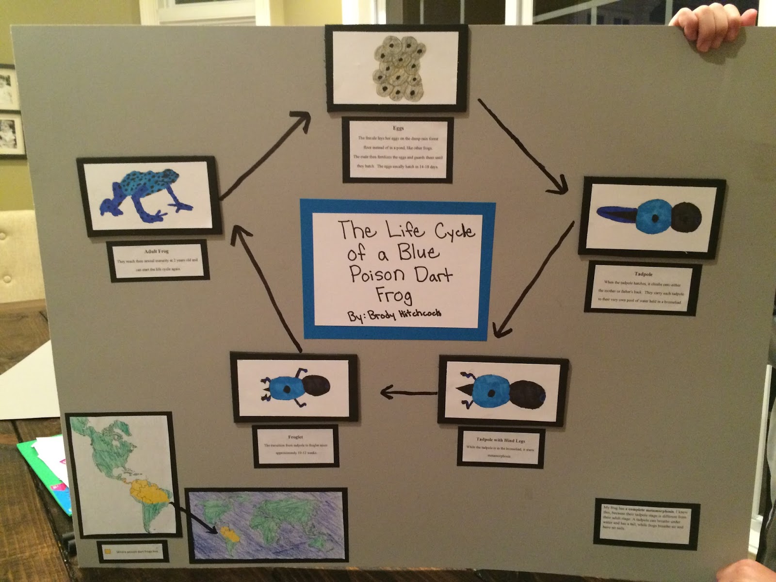 The Hitchcock Family: Brody's 3rd grade Life Cycle Project